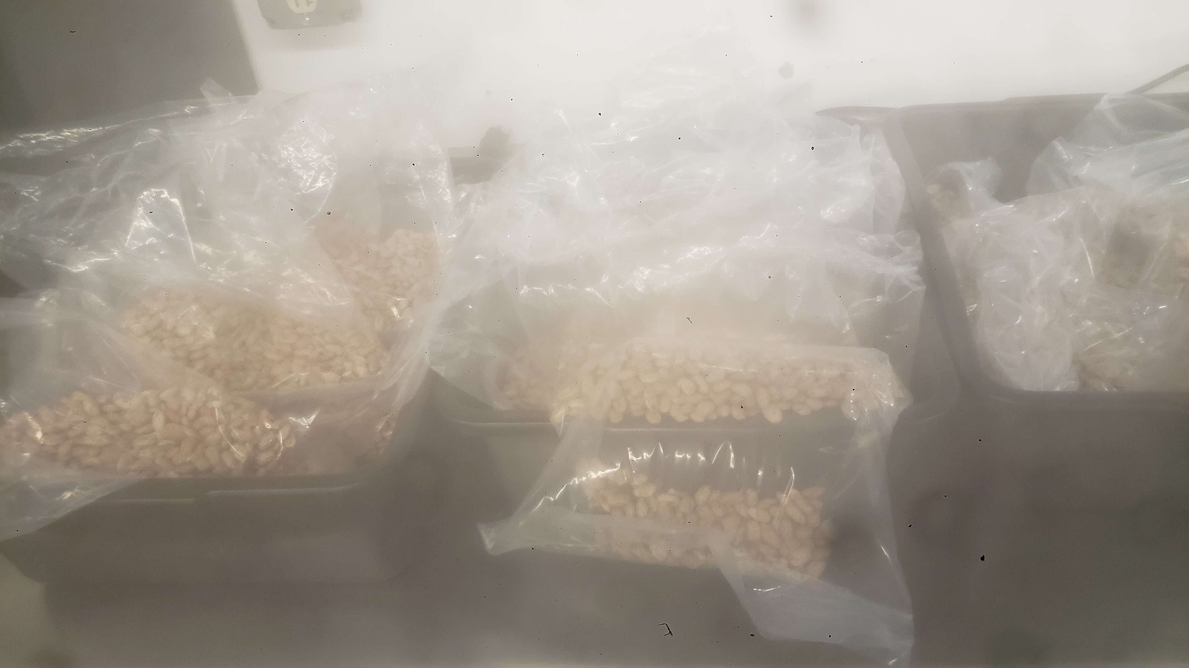 Bags of pinto bags in plastic bins.